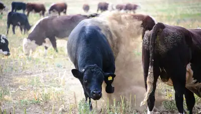 коровы, фото - Новости Zakon.kz от 12.04.2022 19:59