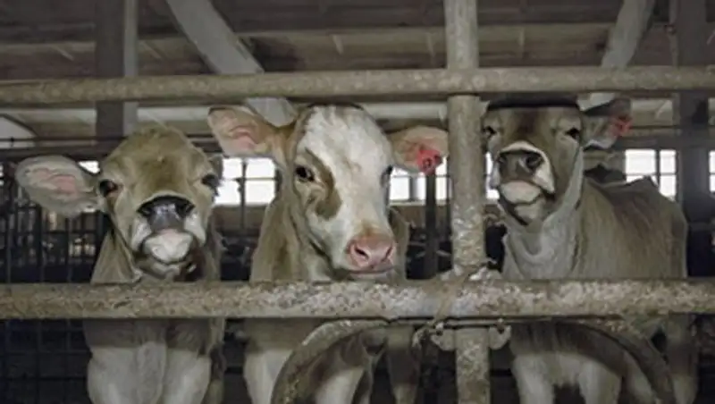 В Армении запретят пугать животных