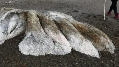 Publika.md, фото - Новости Zakon.kz от 15.08.2018 17:17