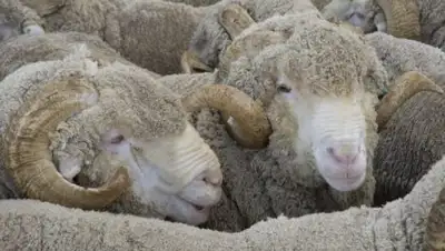 fermoved.ru, фото - Новости Zakon.kz от 07.02.2018 22:07