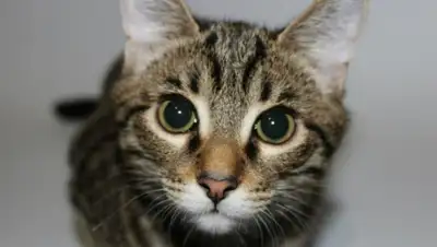 ОНТ, фото - Новости Zakon.kz от 10.05.2020 07:41