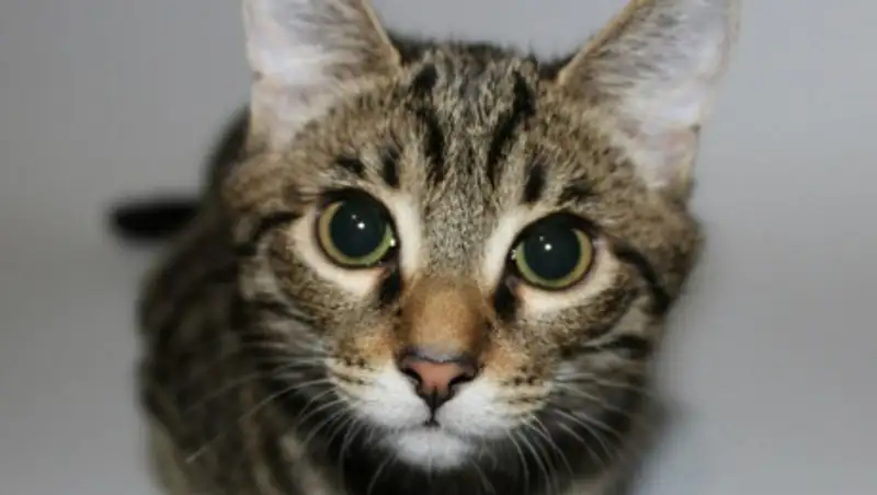 Первого кота с коронавирусной инфекцией нашли в Испании