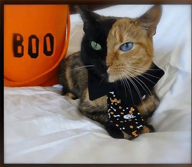 Самые необычные фотографии месяца Самые необычные фотографии месяца, фото - Новости Zakon.kz от 16.11.2013 18:55