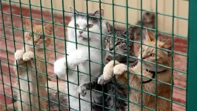 Zakon.kz, фото - Новости Zakon.kz от 12.08.2015 00:51