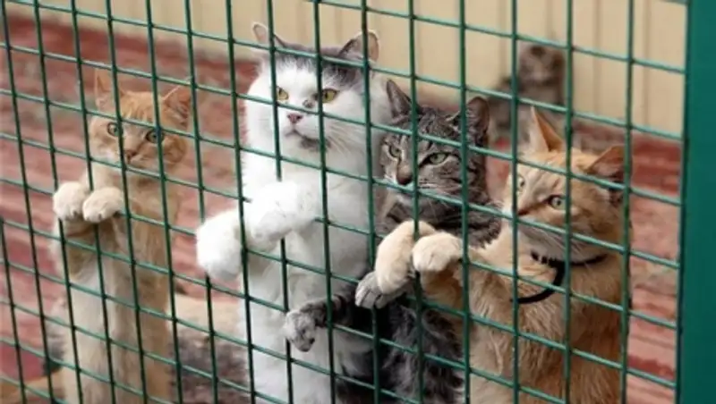 Пенсионерка из Перми оставила наследство приюту для кошек