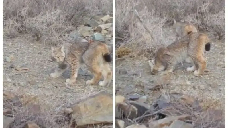 Редкие кадры: краснокнижная туркестанская рысь попала в фотоловушку