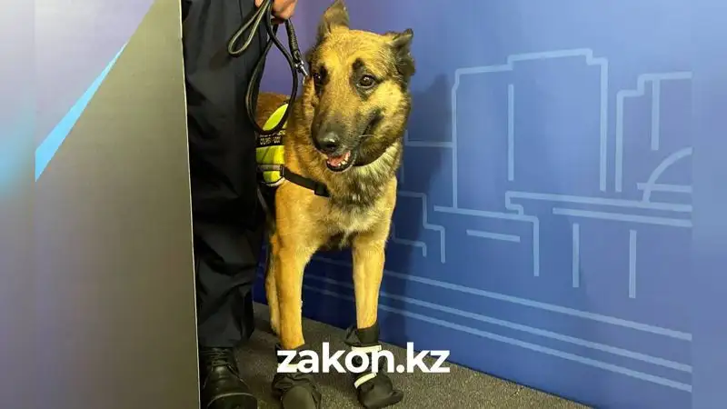 поисковая собака, фото - Новости Zakon.kz от 24.02.2023 17:58