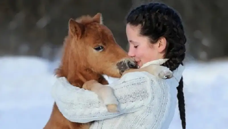 30 мимими мини-лошадей