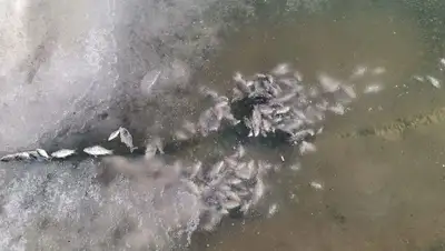 в акимате озвучили причину, фото - Новости Zakon.kz от 11.04.2022 09:30