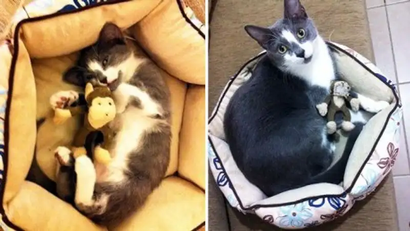 20 взрослых домашних животных, которые любят свои игрушки так же, как в детстве