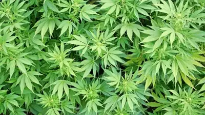 Zakon.kz, фото - Новости Zakon.kz от 13.07.2015 21:06