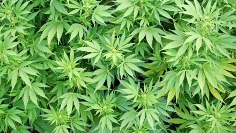 Свыше 100 кг марихуаны изъято из незаконного оборота в ВКО с начала года