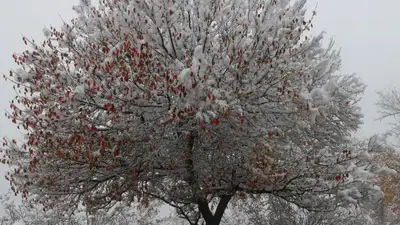 снег, закон, фото - Новости Zakon.kz от 29.12.2022 14:00