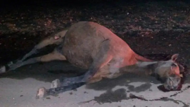 В Мангистау из-за сбитой лошади ее владелец выстрелил в водителя из пистолета