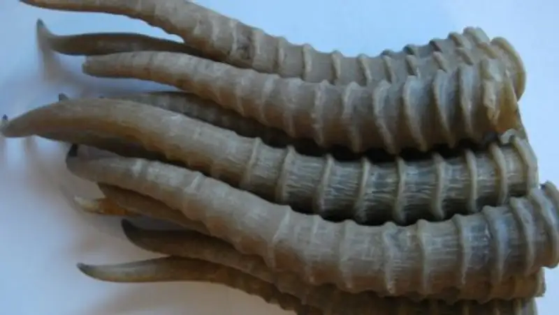 В Атырау осужден гражданин незаконно хранивший рога сайгаков