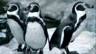 Zakon.kz, фото - Новости Zakon.kz от 10.12.2016 00:57