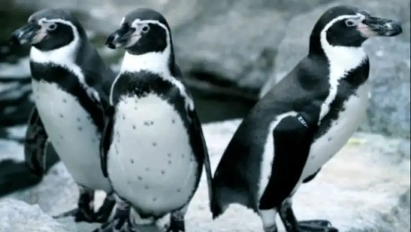 В зоопарке Канады семеро пингвинов утонули от страха