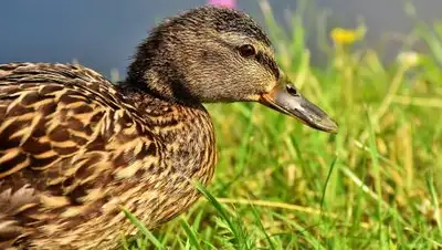 Pixabay, фото - Новости Zakon.kz от 15.09.2020 21:47