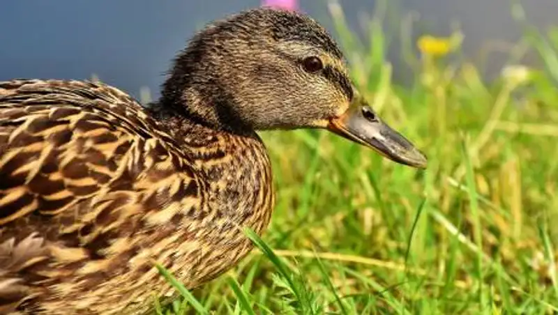 На севере Казахстана массово гибнет домашняя птица