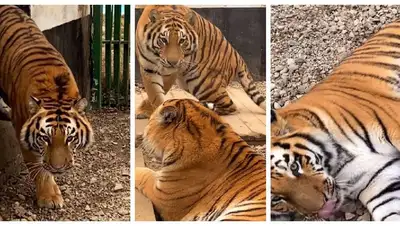 хищники пополнение, фото - Новости Zakon.kz от 20.12.2021 14:13