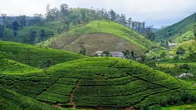 Шри-Ланка, фото - Новости Zakon.kz от 12.04.2022 13:04