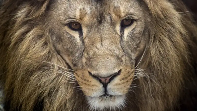 Зоопарк в Чили пожертвовал парой львов, чтобы спасти жизнь самоубийце