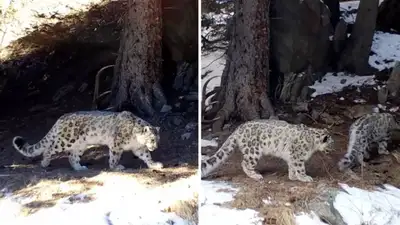 wwf.ru, фото - Новости Zakon.kz от 18.11.2021 16:05