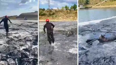 Помогли выбраться теленку из трясины, фото - Новости Zakon.kz от 22.07.2023 18:14