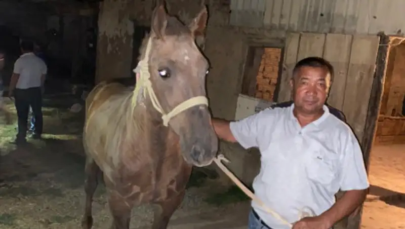 В Туркестанской области задержали барымтачей, угнавших сто лошадей