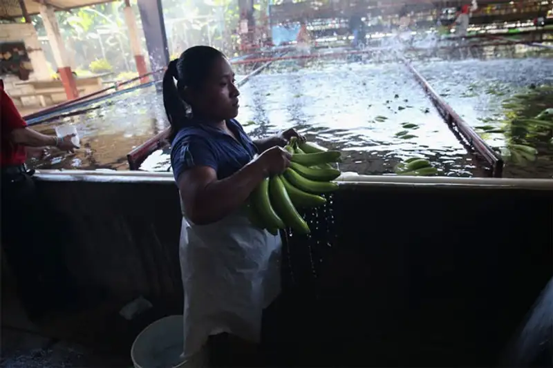 Урожай 2013, фото - Новости Zakon.kz от 07.11.2013 19:46