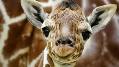 Zakon.kz, фото - Новости Zakon.kz от 14.02.2014 19:18