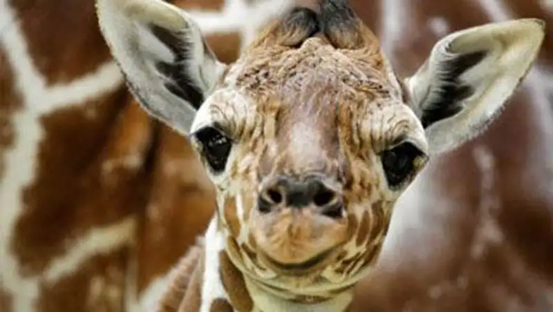 Алматинский зоопарк готов спасти жирафа Мариуса от смерти