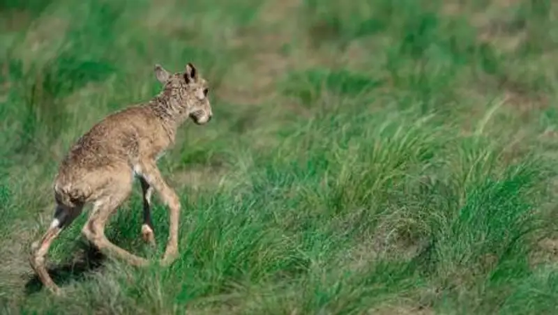 В ЗКО появились первые сайгачата