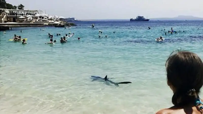 Трёхметровая акула напугала отдыхающих на пляжах Майорки в Испании