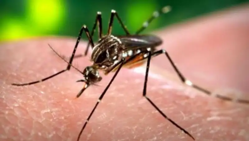 Ученые: вирус Зика появился в Бразилии уже в 2013 году