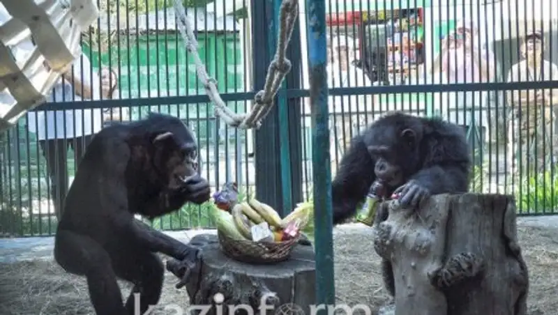 В алматинском зоопарке отметили День шимпанзе