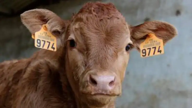 Пьяный и лишенный прав житель Алматинской области перевозил быка на Volkswagen Golf