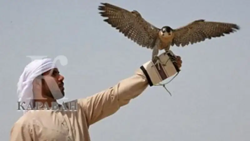 Гости из Эмиратов выпустили в небо Мангистау 80 соколов-сапсанов