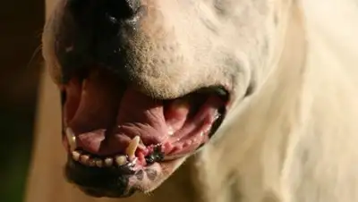 РИА Новости, фото - Новости Zakon.kz от 29.04.2018 18:09