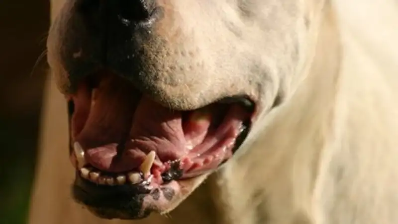 Во дворе дома питбуль загрыз таксу в Павлодаре