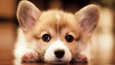 liveinternet, фото - Новости Zakon.kz от 01.06.2020 08:38