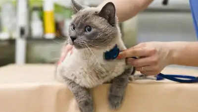 vashipitomcy.ru, фото - Новости Zakon.kz от 02.02.2018 14:24