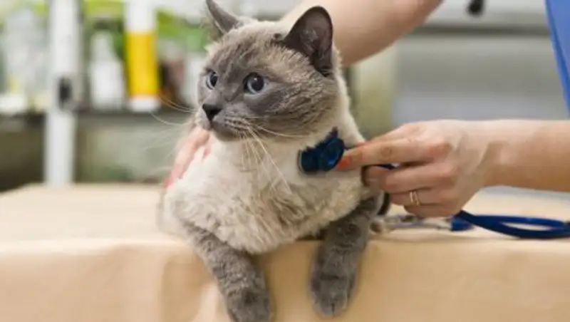 У домашних животных в Алматы будут искать паразитов