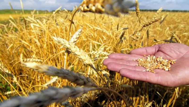 Казахстан планирует сохранить прошлогодние объемы экспорта зерна