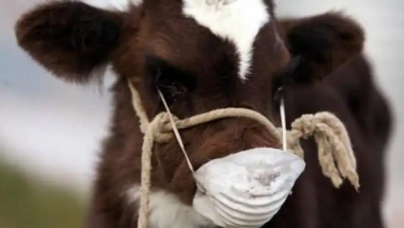 В Актюбинской области объявлен карантин