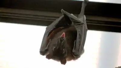 Pixabay, фото - Новости Zakon.kz от 15.02.2020 15:46