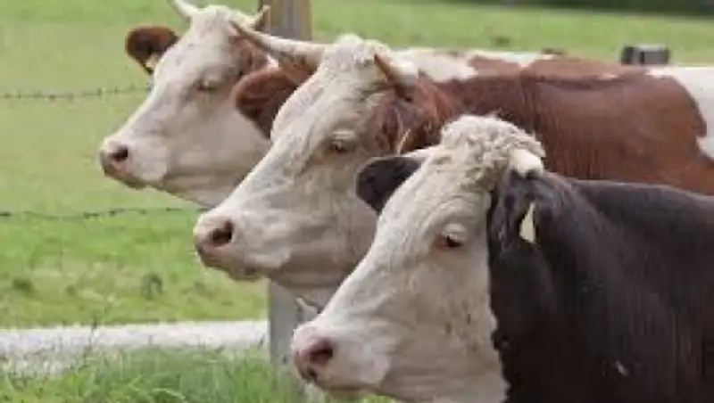 В Актюбинской области продолжает гибнуть домашний скот