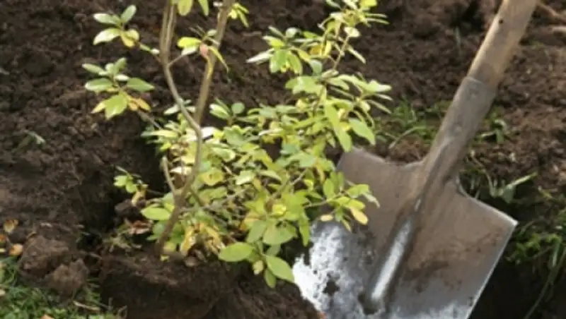 Ботаникалы&#1179; ба&#1179;та&#1171;ы к&#1257;шеттер тегін &#1199;лестірілуде