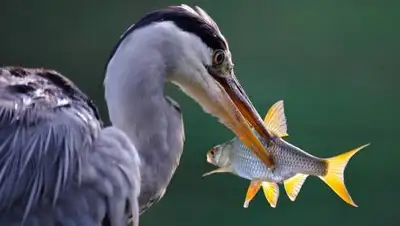 pixabay, фото - Новости Zakon.kz от 04.05.2021 06:47