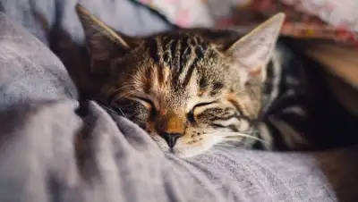 Pixabay, фото - Новости Zakon.kz от 16.09.2019 08:08